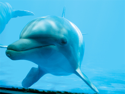 Miami Seaquarium dolphin