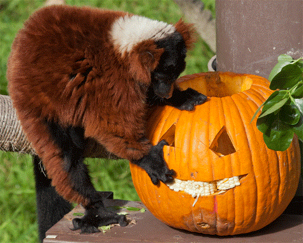 Halloween at San Francisco Zoo Lemur and Pumpkin