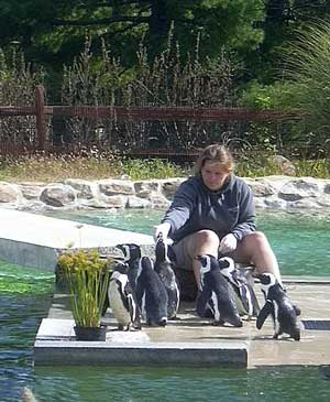 African penguins, Lehigh Valley Zoo 